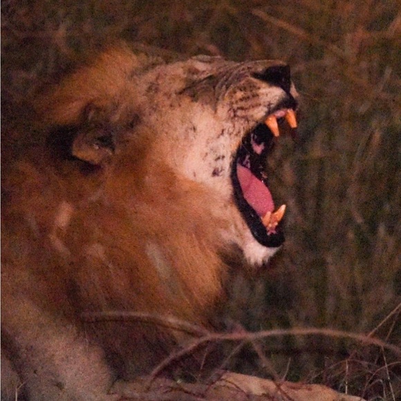 Beautiful Handpainted MUFASA LION face pendant large in 50mm round metal bezel. - Picture 6 of 6